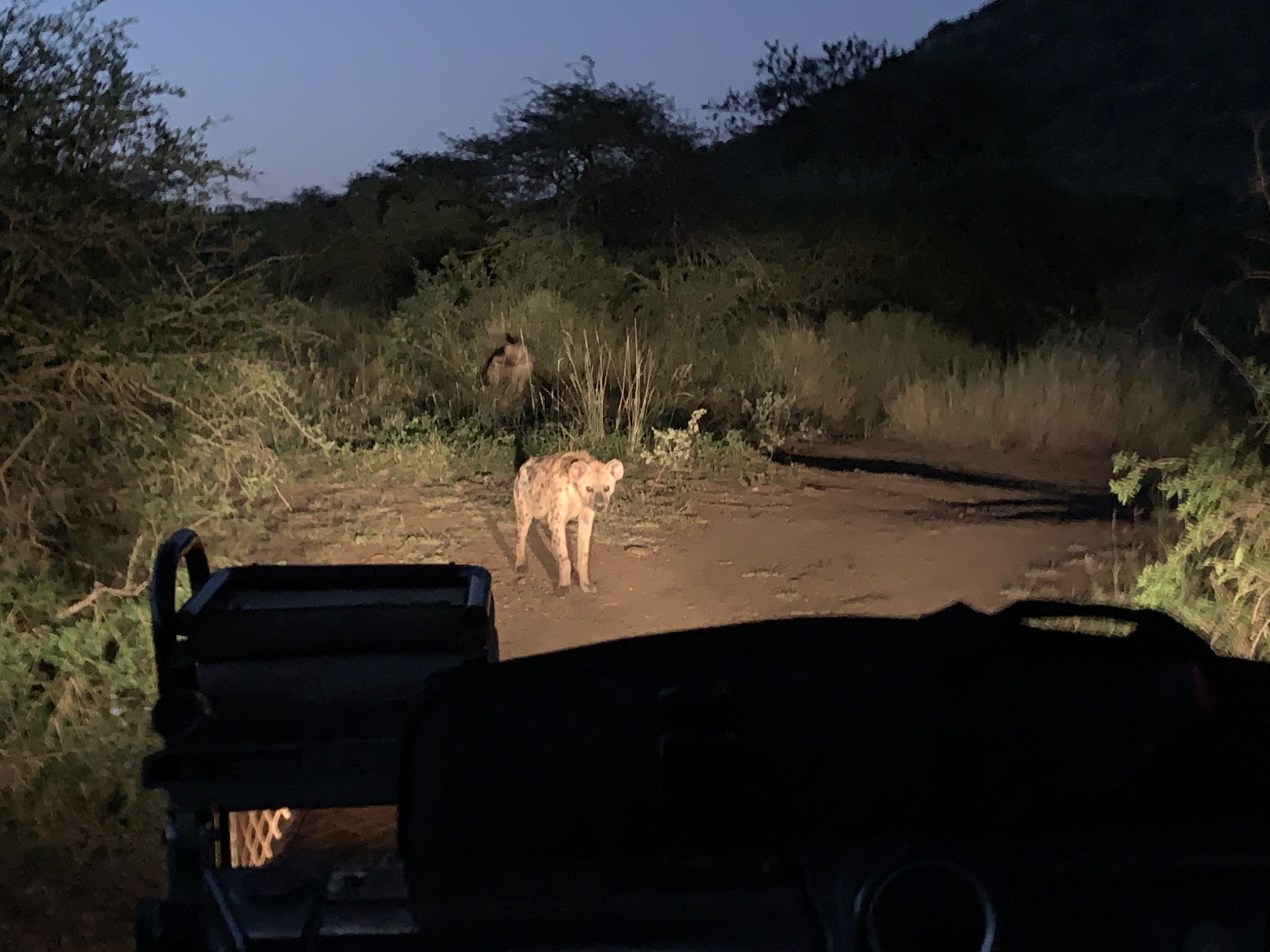 Hyenas during night drive